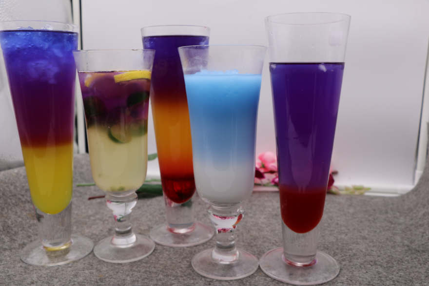 青岛泰国蝶豆花培训